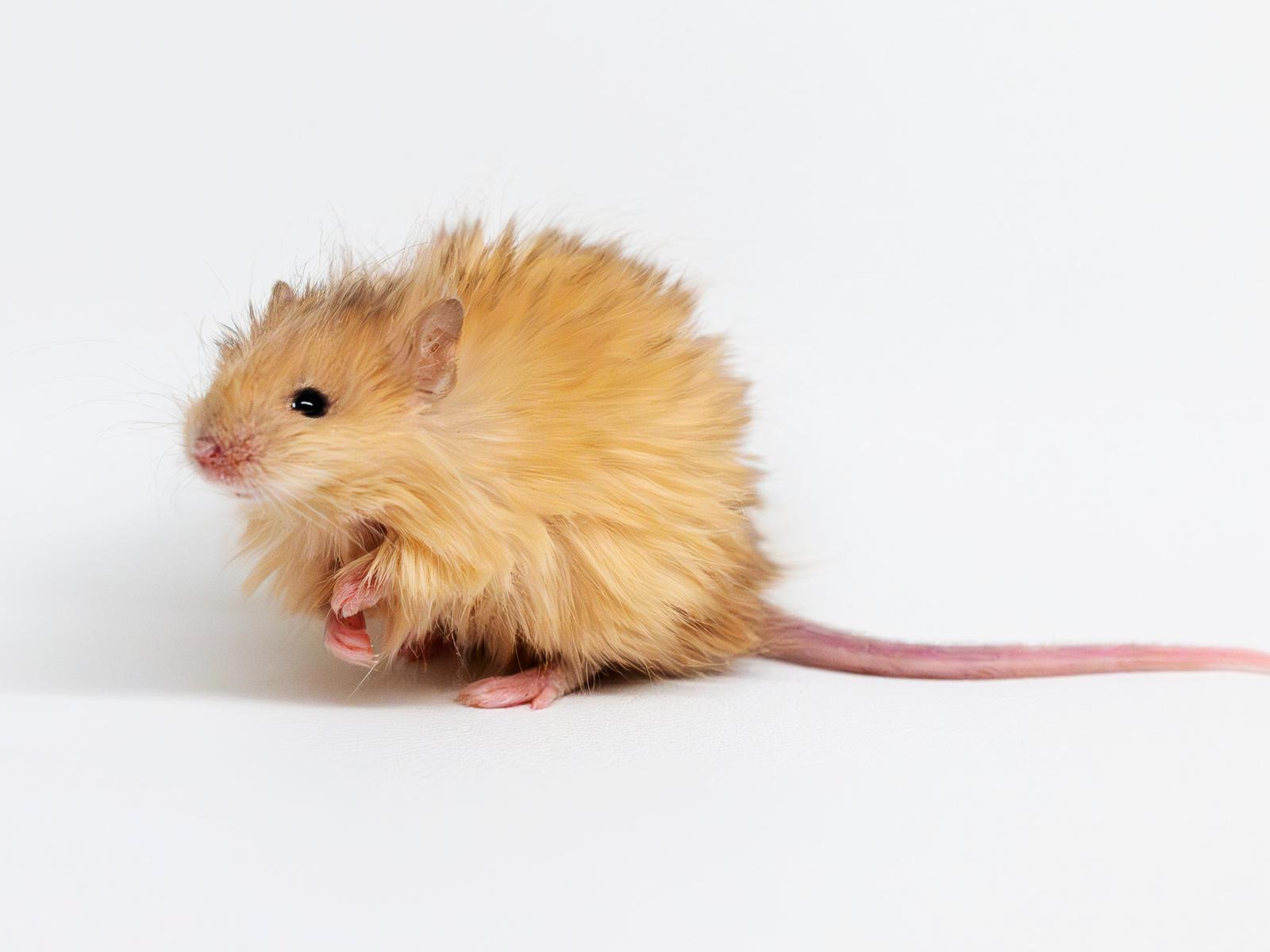 Die Katze ist verschwunden